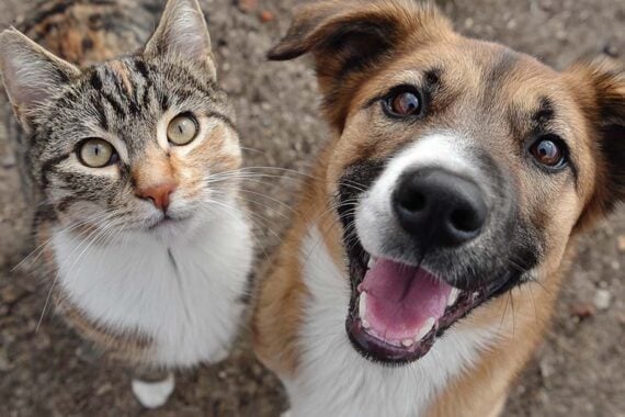 Photo of a cat and a dog