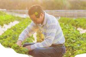 Photo from OwlTing of a male working in a field of crops