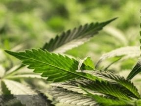 Online Marijuana Sales a Burgeoning Market in North America